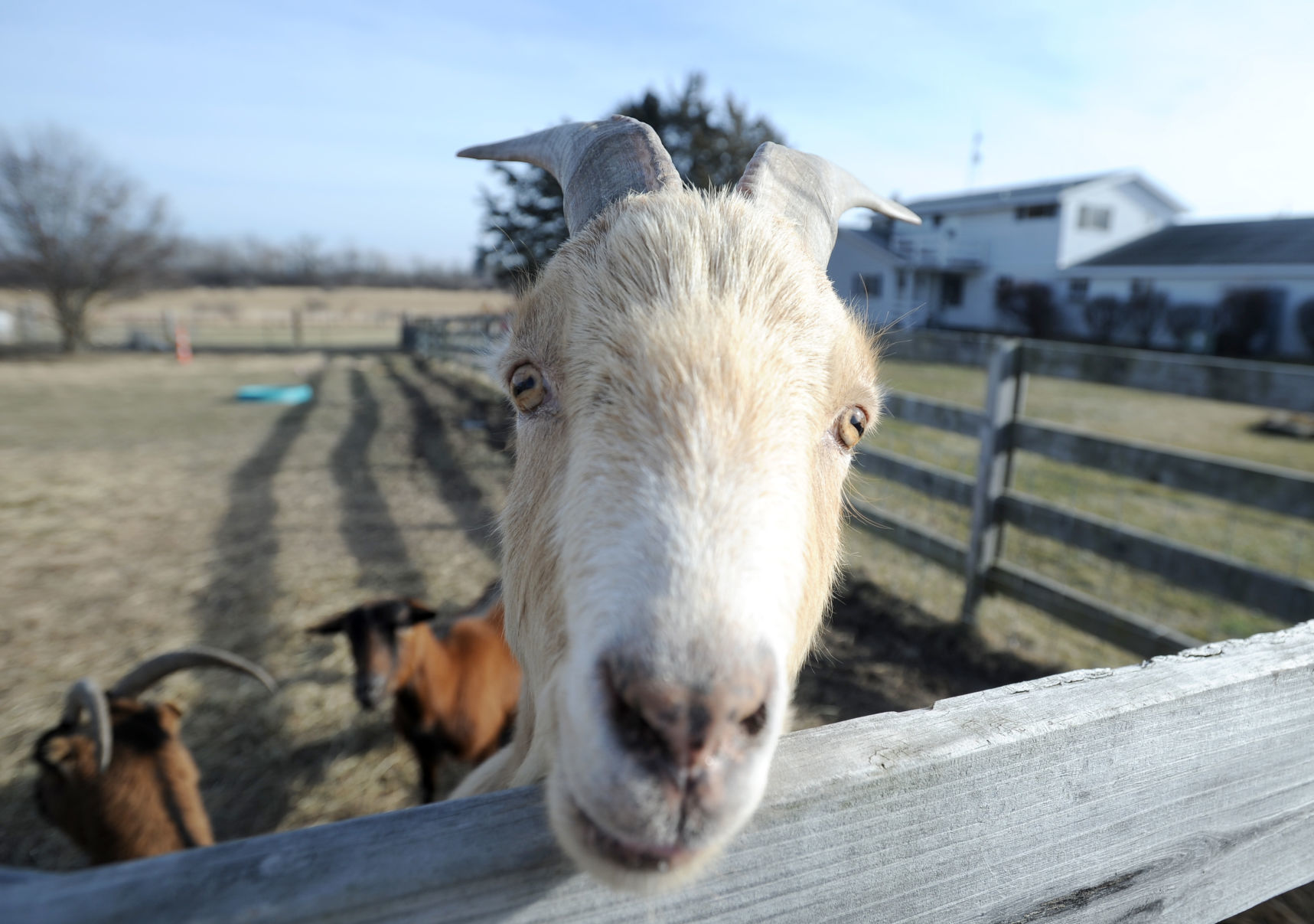 TINY HOOVES